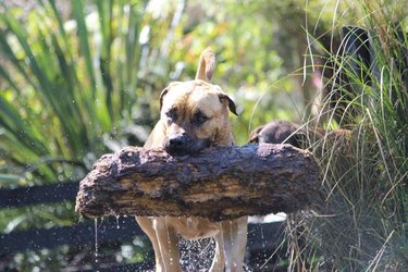Dog carries huge log.