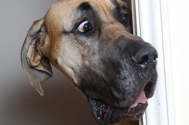 A frightened Great Dane exposes the most zero f**ks-giving cats of 2017