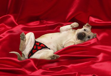 Sexiest Dog Boudoir Photos You've Ever Seen