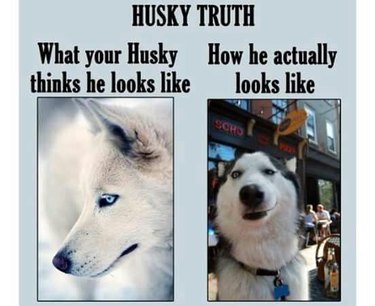 Side by side photos of stoic Husky and silly Husky