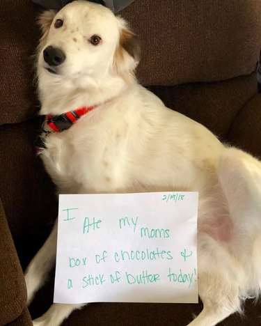 29 Greatest Dog Shamings Of All Time