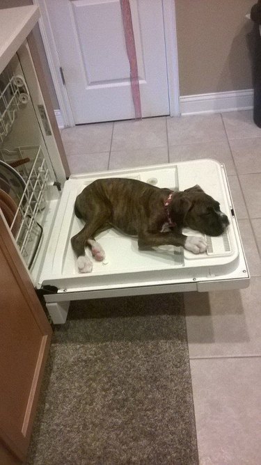 Puppy sleeping on the open door of a dishwasher.