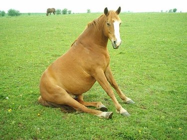 Horse sitting like dog.