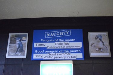 Sign with pictures of two penguins, one naughty, one nice.