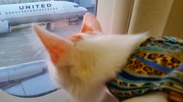 Pets who just flew Spirit Airlines