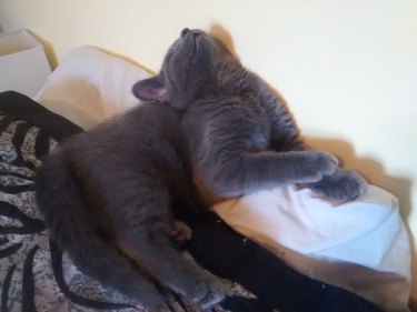 Kitten sleeping with their neck leaning far back.