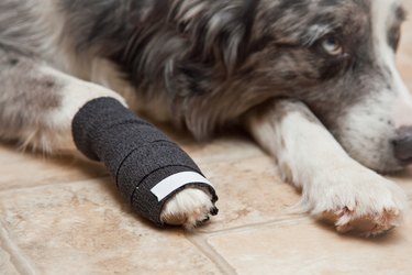 A dog with a bandaged paw