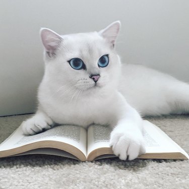 Cat reading book
