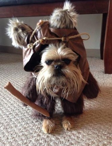 Animals Who The Force Is Definitely With