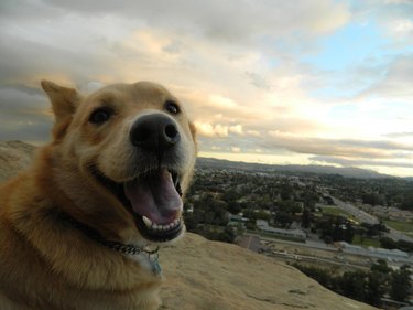 Dogs Who Are Happier to Be Alive Than Any Human Ever