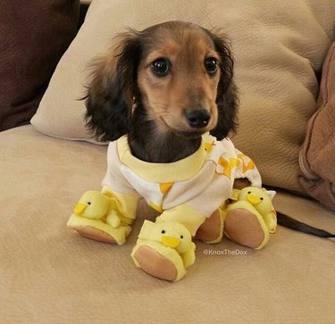 Puppy in pajamas