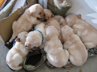 Tiny puppies piled on shoes.