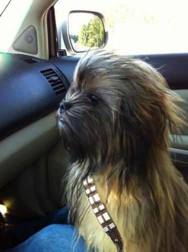 Star Wars Chewbarka dog