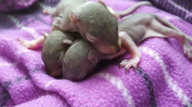 Baby squirrels on a purple blanket