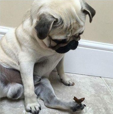 Pug looking at butterfly that landed on his foot.