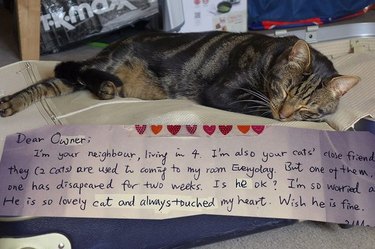 Cat's double life revealed by mysterious note attached to collar