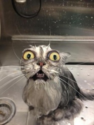 Cat in bath looking horrified