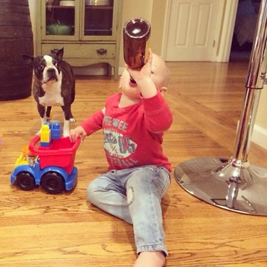 Dog looks oncerned as toddler appears to drink beer.