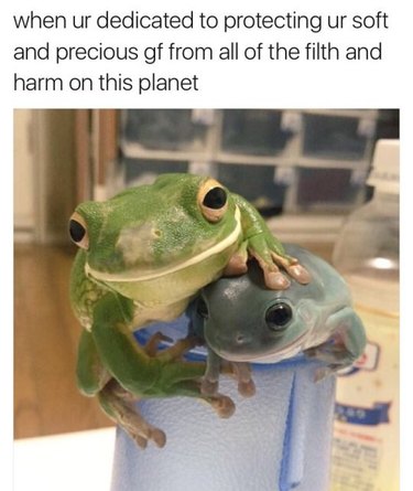 Cuddling frogs