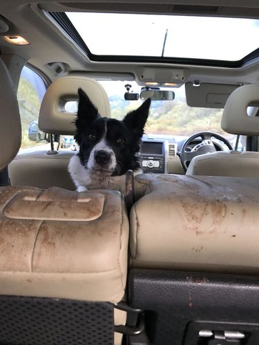 Dog in backseat of car with dirty seats.