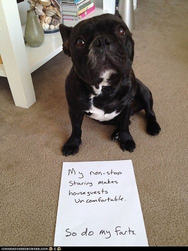 Dog with sign about farting.