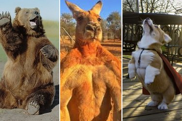 17 Animals Who Are Super Proud of Themselves Right Now