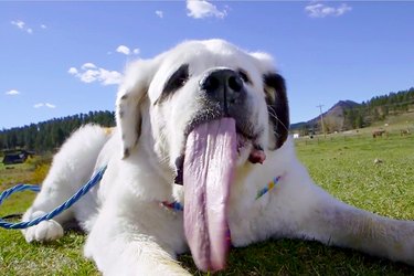 St. Bernard Takes World Record With His 7 1/2 Inch Endowment