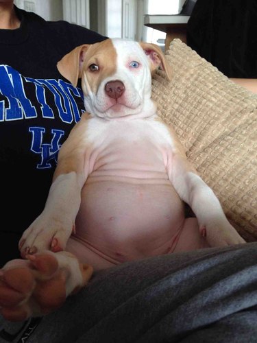 Plump Puppies Prove All The Good Things In Life Are Chubby