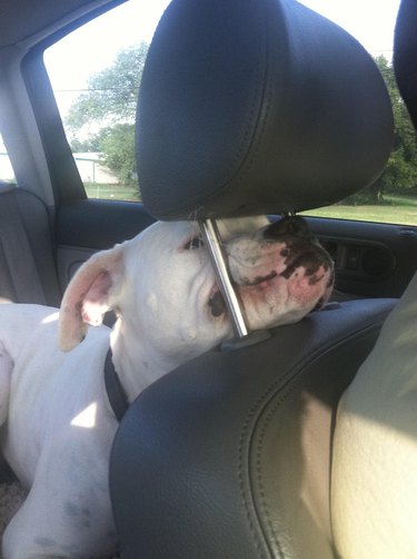 A white Boxer dog in the back of a car sticks its muzzle under the headrest of the driver's seat.