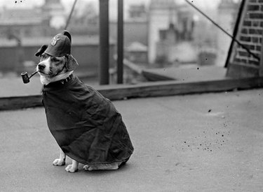 Vintage photo of a dog dressed up like a policeman smoking a pipe