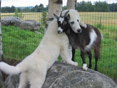 Literally just the 20 cutest interspecies hugs ever