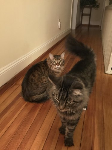 Two cats in a hallway.