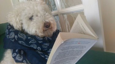 Dog in scarf reading a book