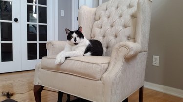 Cat looking very stern, sitting in a chair