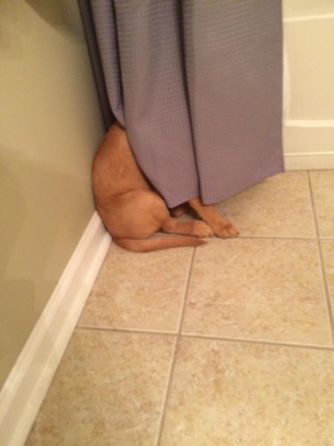 Dog hiding its face behind curtain.