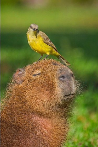 Capybara with yellow bird on its head.