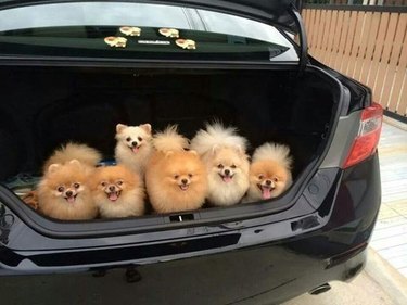 Six Pomeranians in the trunk of a car