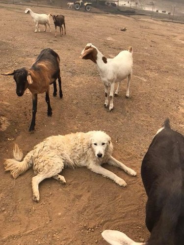 Hero dog refuses to leave goats during California wildfire