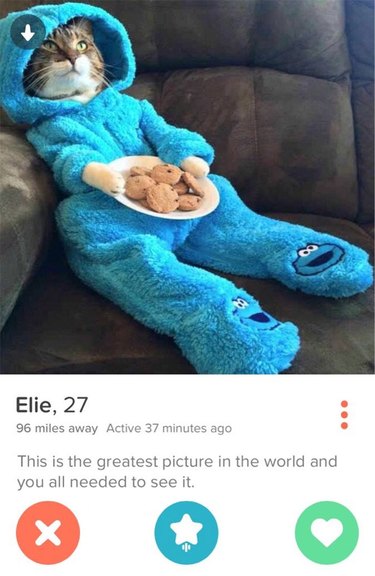 Tinder profile with cat in cookie monster pajamas