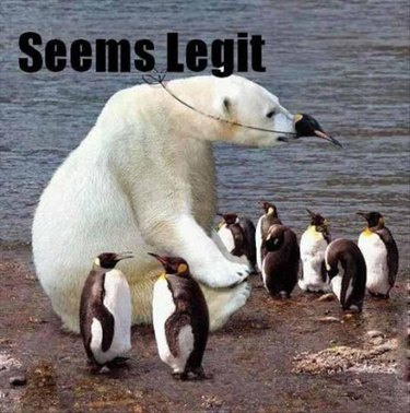 24 Memes That Prove Penguins Are The Funniest Animals On Earth