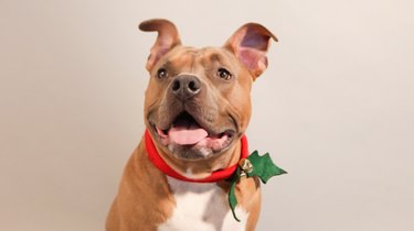How To Make Your Own DIY Christmas Dog Collar