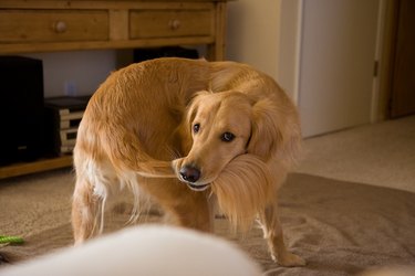 Handsome golden retriever with tail in mouth.