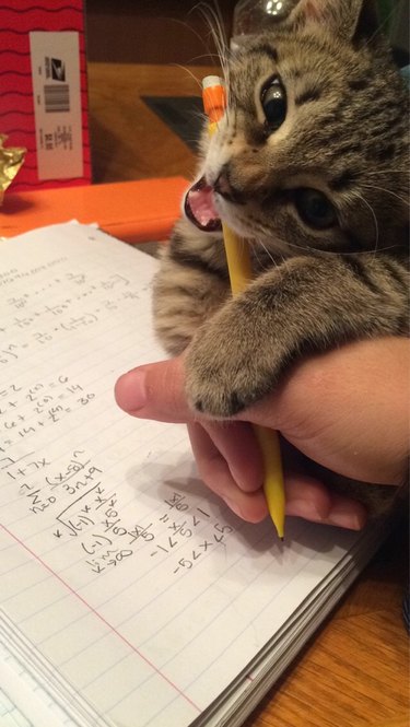 Kitten attacking pencil