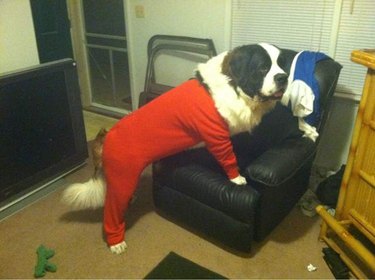 big dog in pajamas