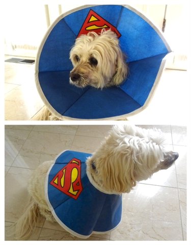 Dog wearing E-collar with Superman logo