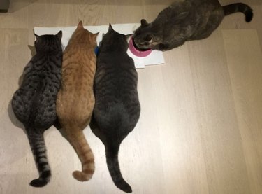 Over-eating Kitties