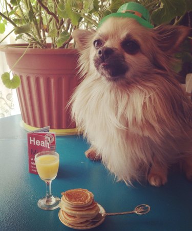Little dog with miniature pancakes