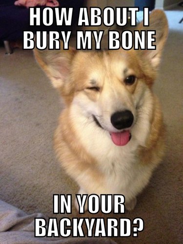 Corgi winking. Caption: How about I bury my bone in your backyard?
