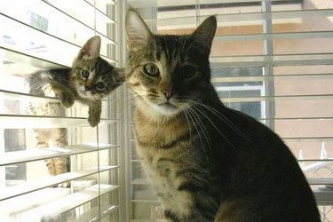 Animal moms who have made huge mistakes