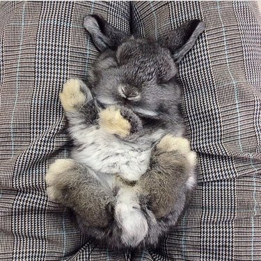 baby bunny sleeping